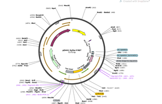 Author Map