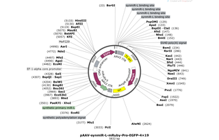 Author Map
