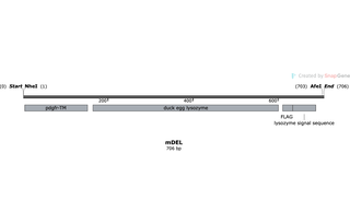 Author Map