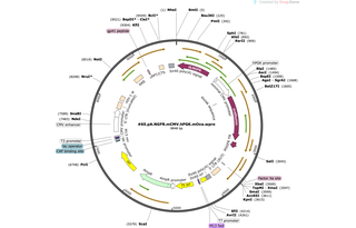 Author Map