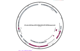Author Map