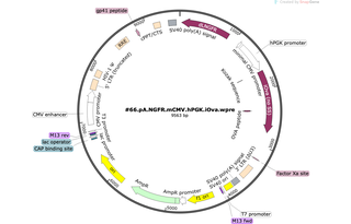 Author Map