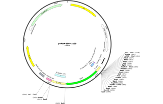 Author Map