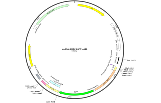 Author Map