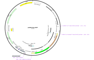 Author Map
