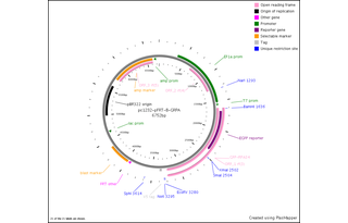 Author Map