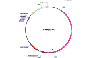Author Map