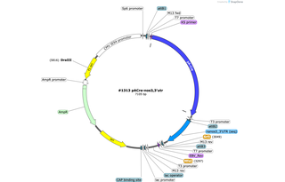 Author Map