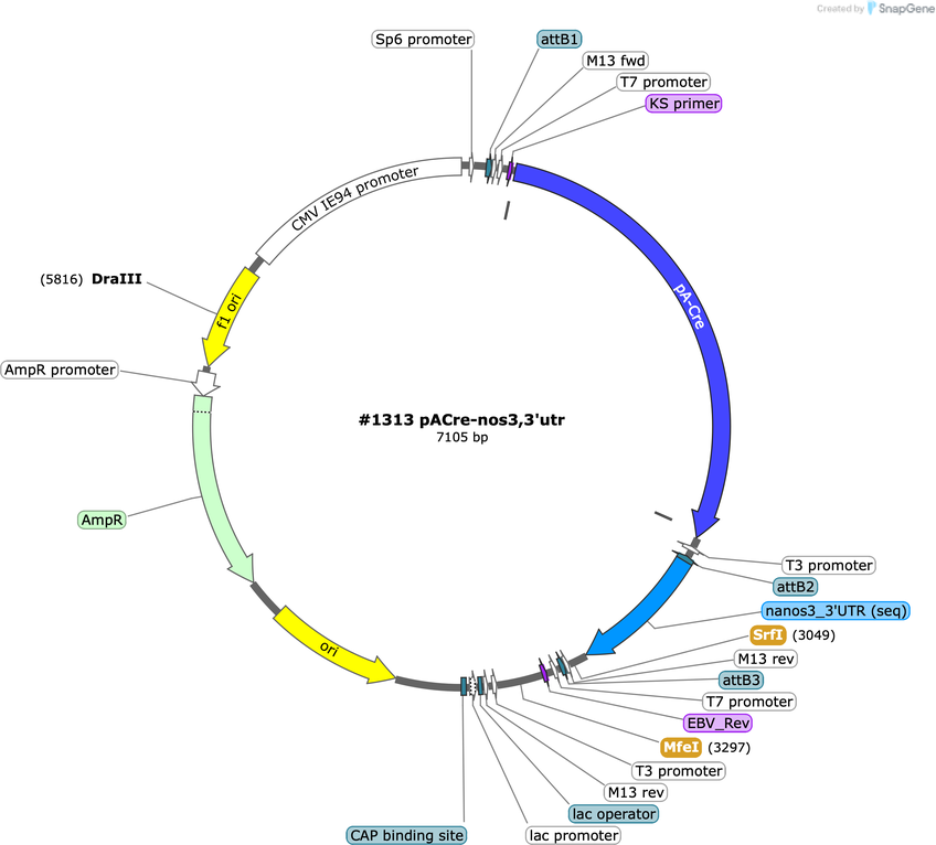 Author Map