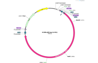Author Map
