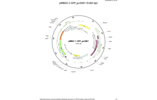 pMBD2-1-GFP_pc2067.png