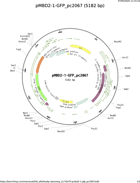 pMBD2-1-GFP_pc2067.png
