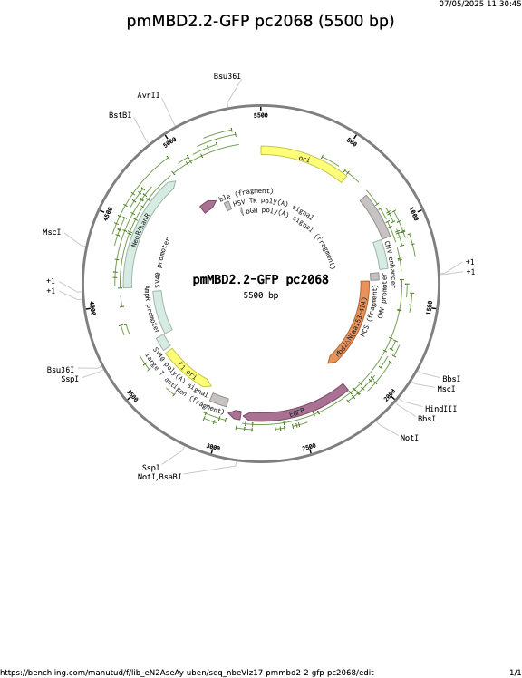 pmMBD2-2-GFP-pc2068.png