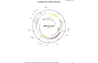 pmMBD2-6G-pc2843.png