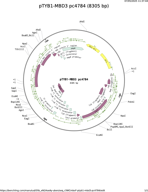 pTYB1-MBD3-pc4784.png