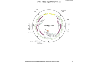 pTYB1-MBD2-N-pc4789.png
