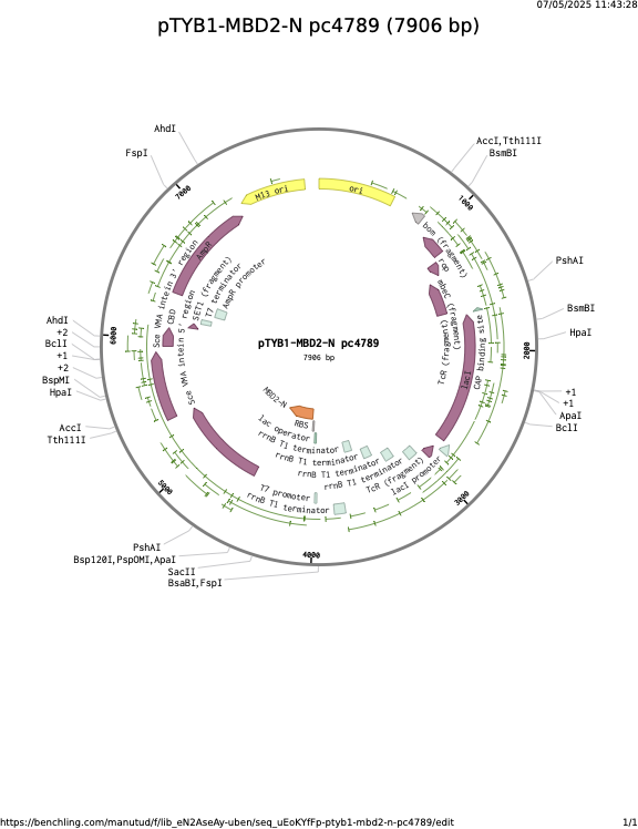pTYB1-MBD2-N-pc4789.png