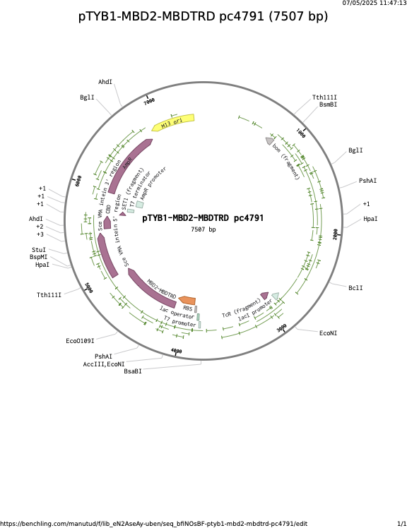 pTYB1-MBD2-MBDTRD-pc4791.png
