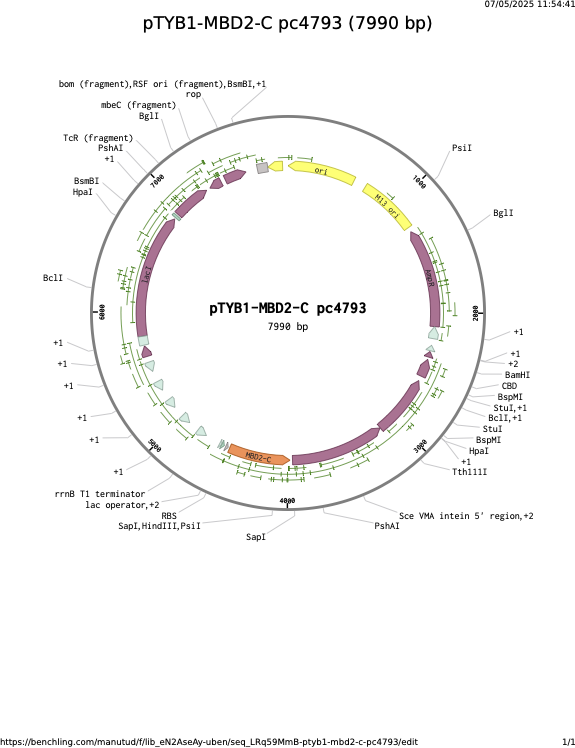 pTYB1-MBD2-C-pc4793.png