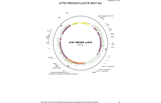 pTYB1-MBD2GR-pc5078.png