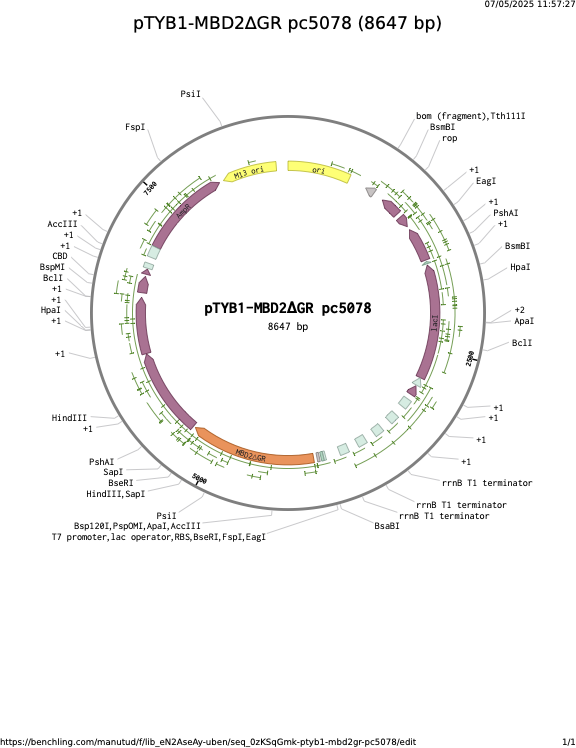pTYB1-MBD2GR-pc5078.png