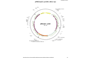 pMBD2aCC-pc5081.png