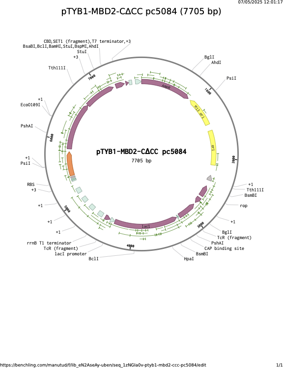 pTYB1-MBD2-CCC-pc5084.png