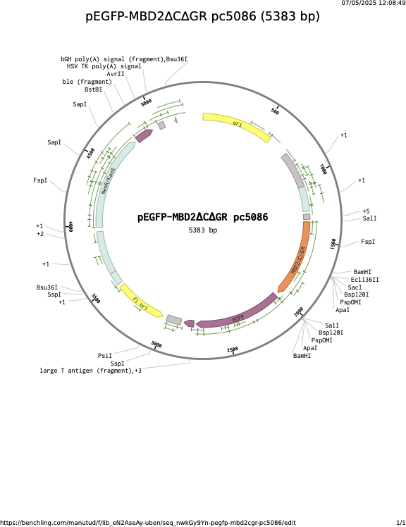 pEGFP-MBD2CGR-pc5086.png