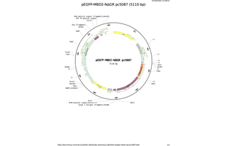 pEGFP-MBD2-NGR-pc5087.png