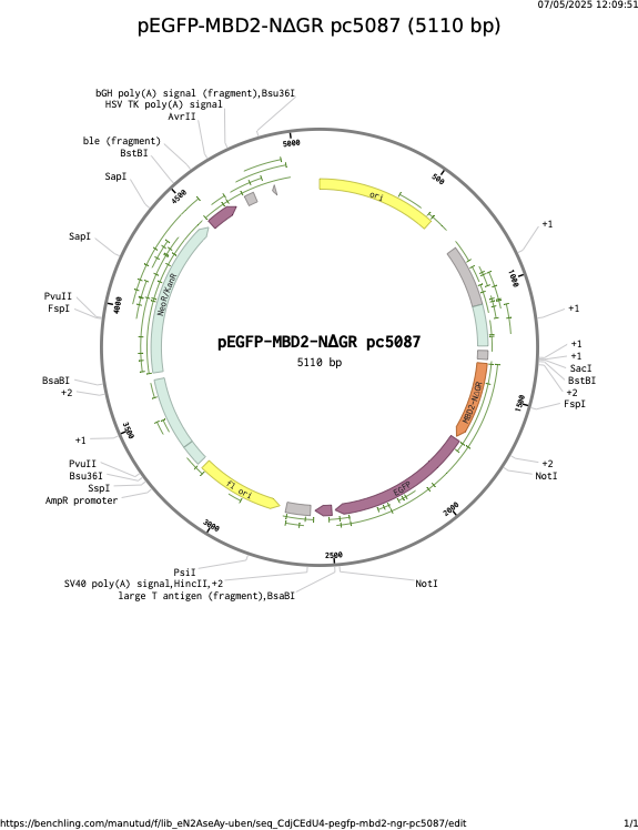 pEGFP-MBD2-NGR-pc5087.png
