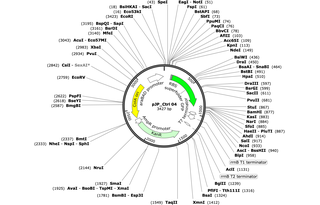 Author Map
