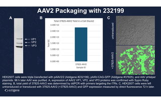 AAV Packaging Data
