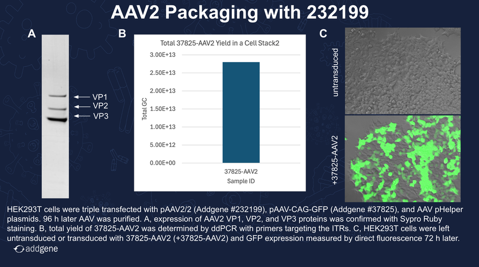 AAV Packaging Data