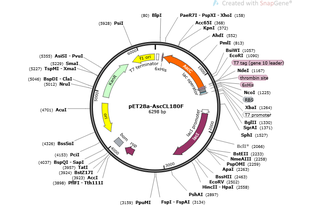 Author Map