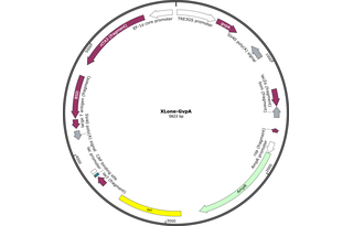 Author Map
