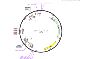 Author Map