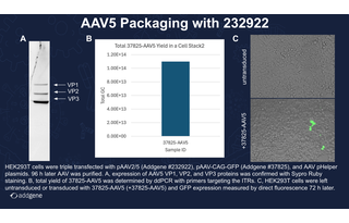 AAV Packaging Data