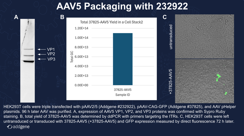 AAV Packaging Data