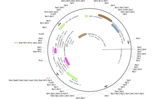 Author Map