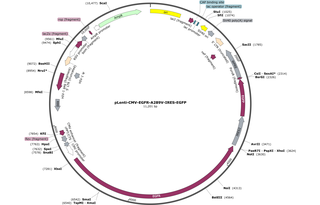 Author Map