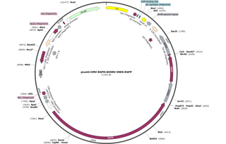 Author Map