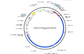 Author Map