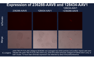 AAV8 expression in HepG2 cells