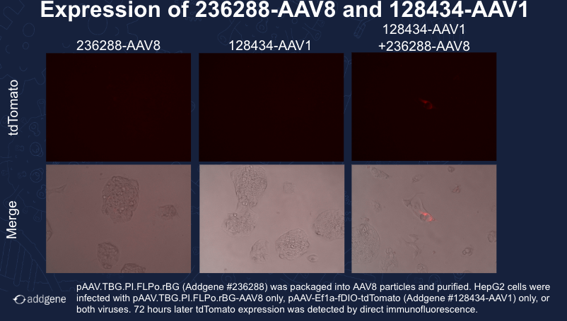 AAV8 expression in HepG2 cells