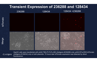 Transient expression in HepG2 cells