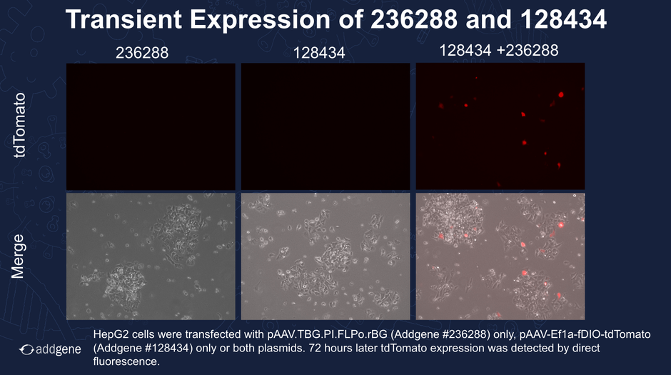 Transient expression in HepG2 cells