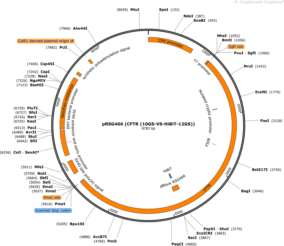 CFTR-HiBiT Fusion Vector