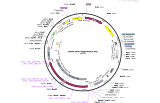 Author Map