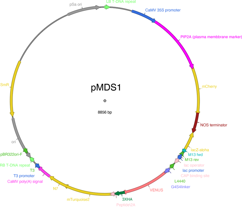 Author Map