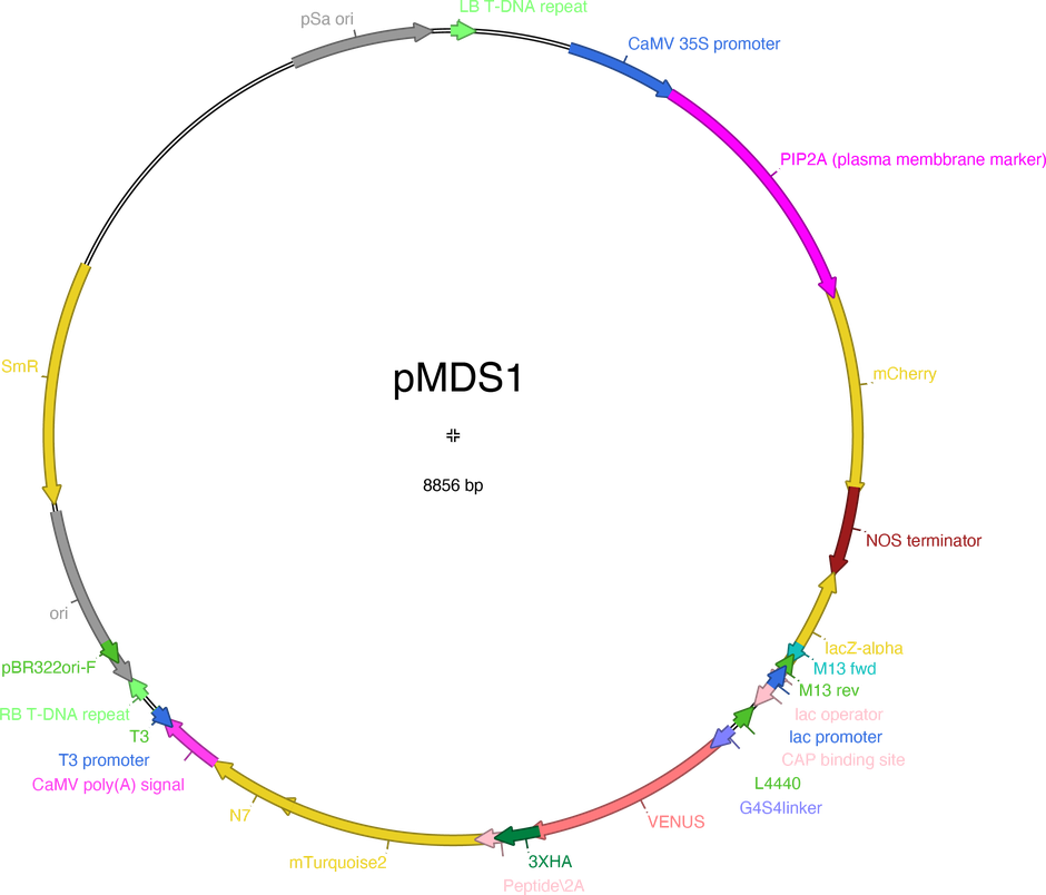 Author Map